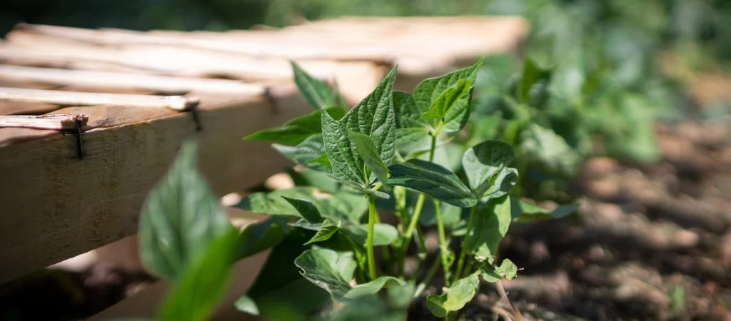Что делать в саду в конце мая? | Terra Potager