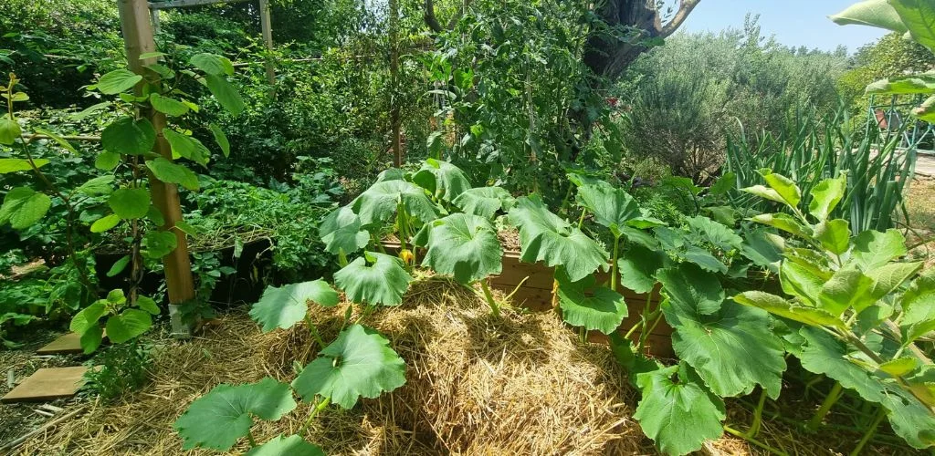 Засуха и жара на огороде: наши советы | Terra Potager