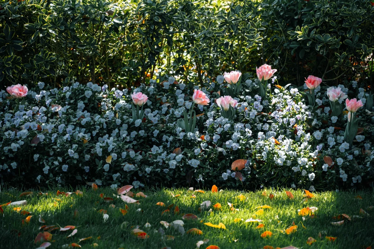 Раскрытие микроклимата вашего сада | SA Garden and Home