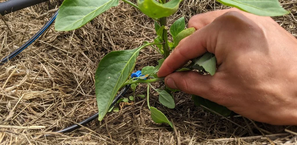 Уборка сорняков на огороде: наши методы | Terra Potager